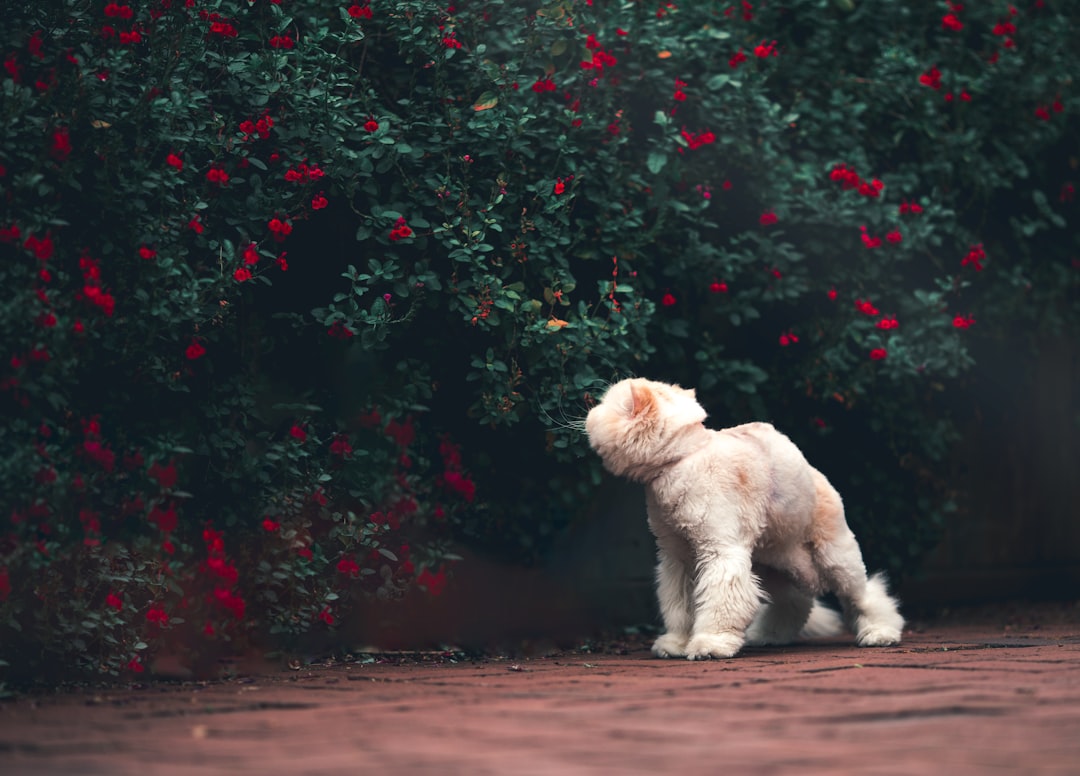 Moyen Poodle: The Perfect Companion for Any Home